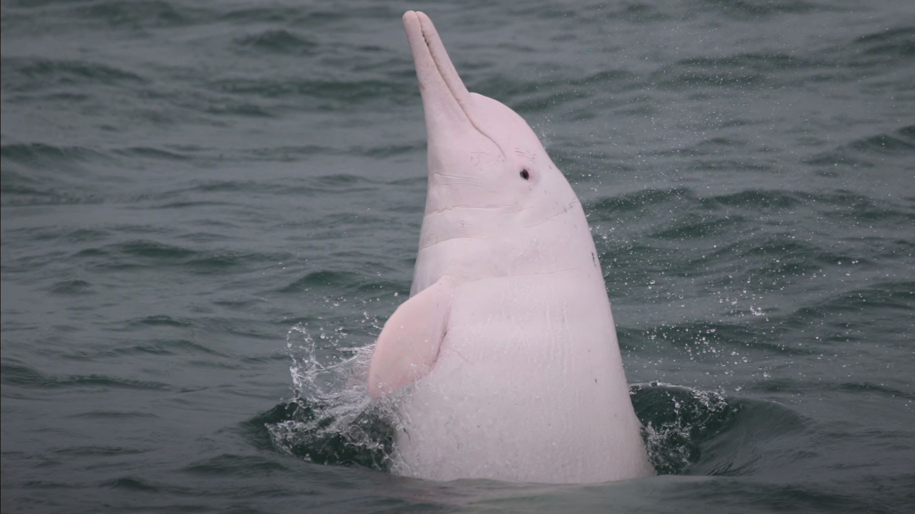 바다가 아닌 강에 살고 있는 분홍색의 핑크 돌고래 보뚜를 아시나요?