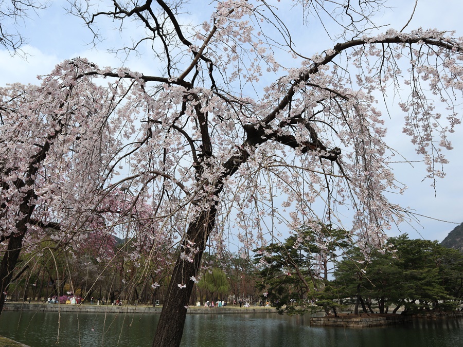 활짝핀-수양벚나무_05