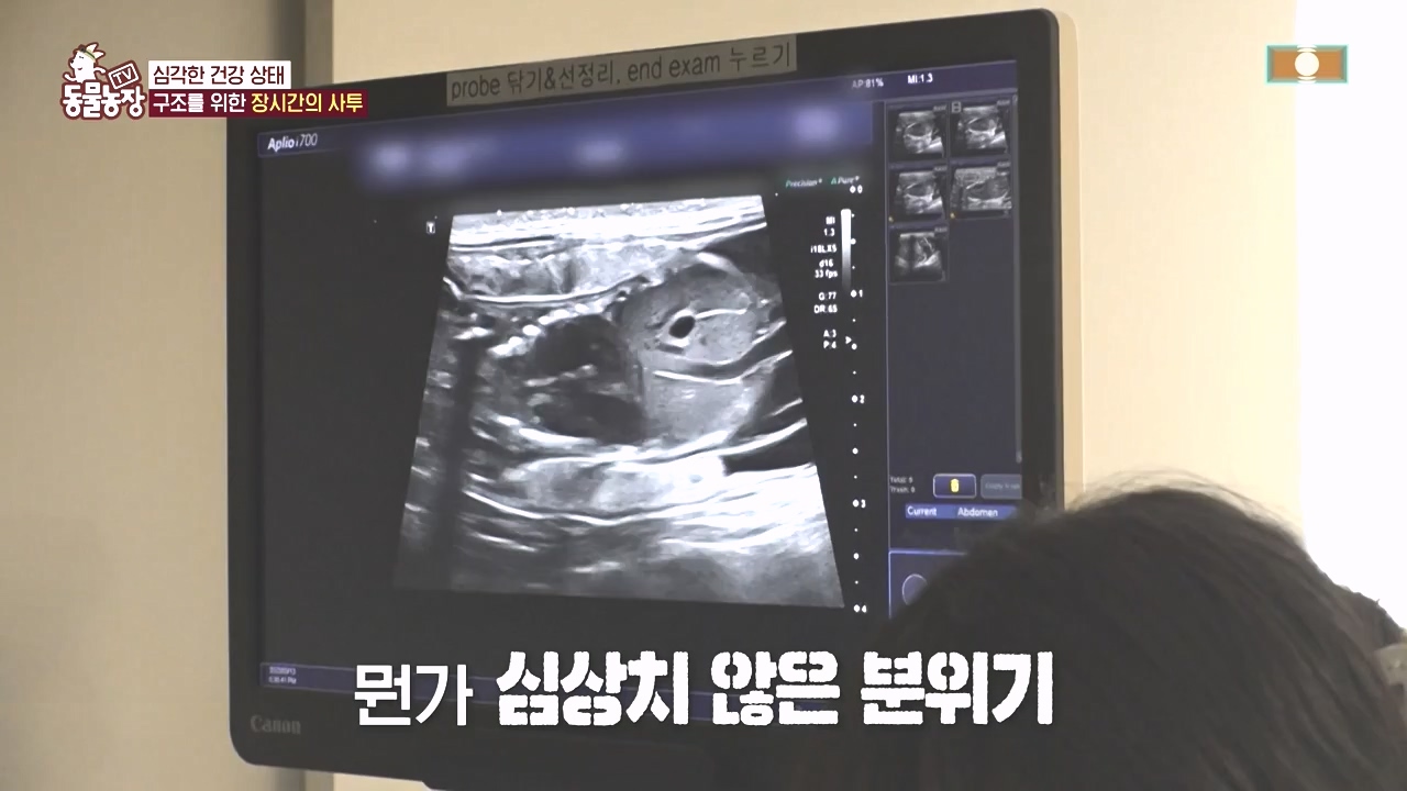 TV 동물농장.E1142.231023p-NEXT.mp4_20231022_174015.781.jpg