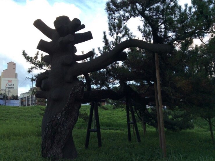  전주 삼천동 곰솔과 고양이