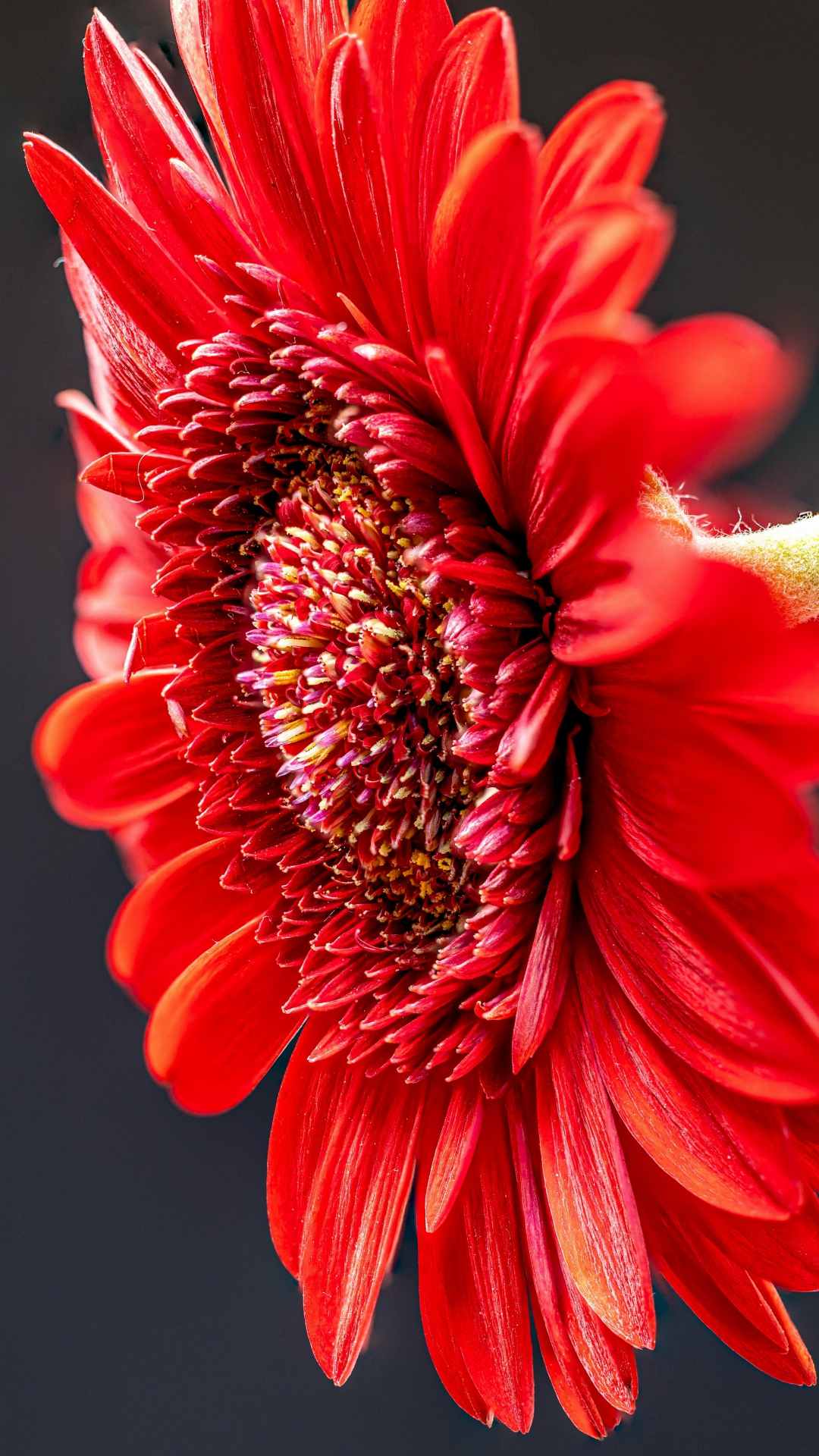 Daisy Flower iPhone Wallpaper