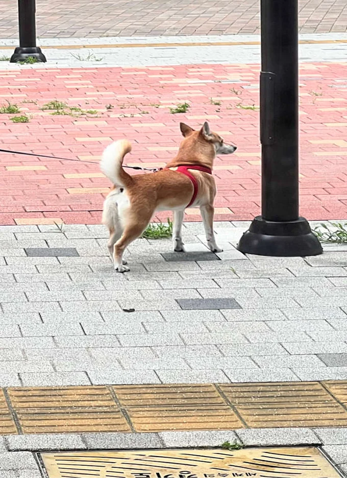 거부기동물병원