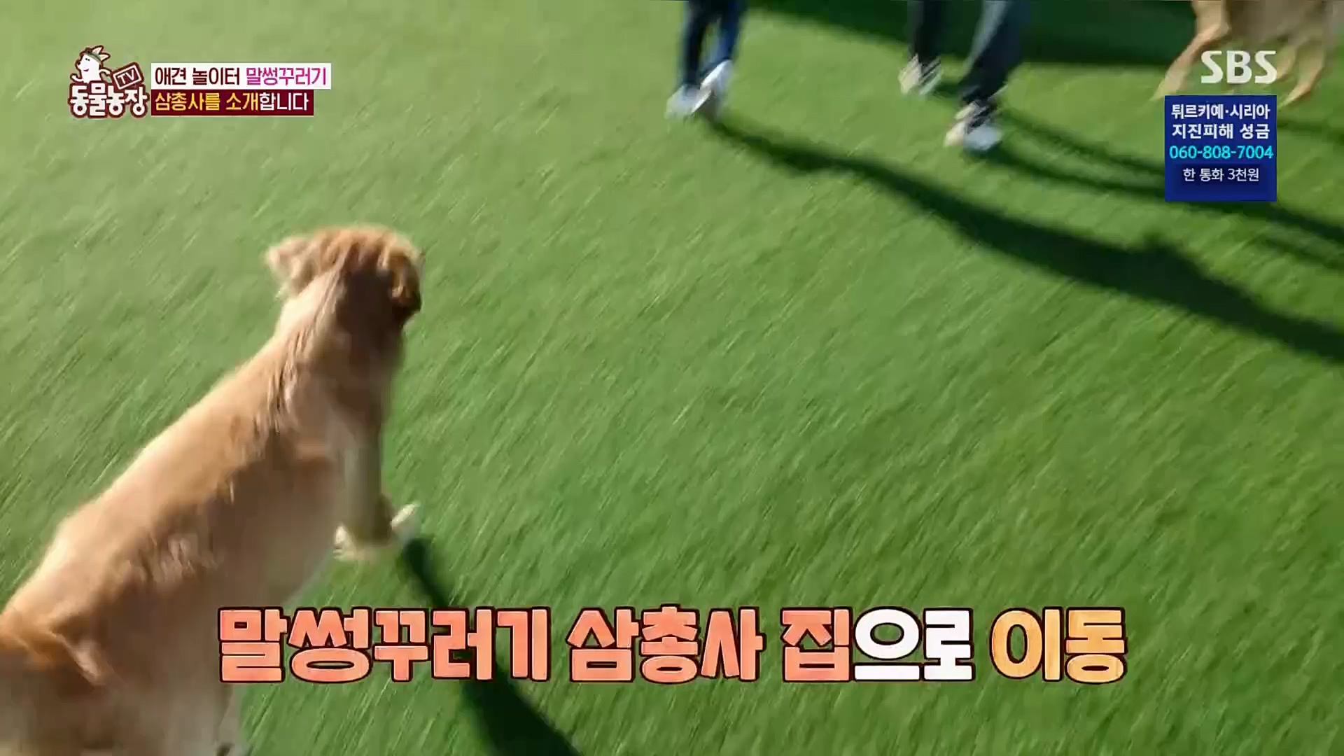 TV 동물농장.E1109.230219p.H264-F1RST.mp4_20230219_142820.228.jpg