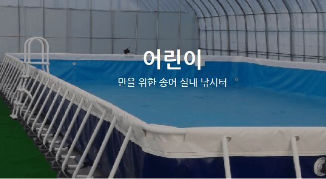 평창송어축제