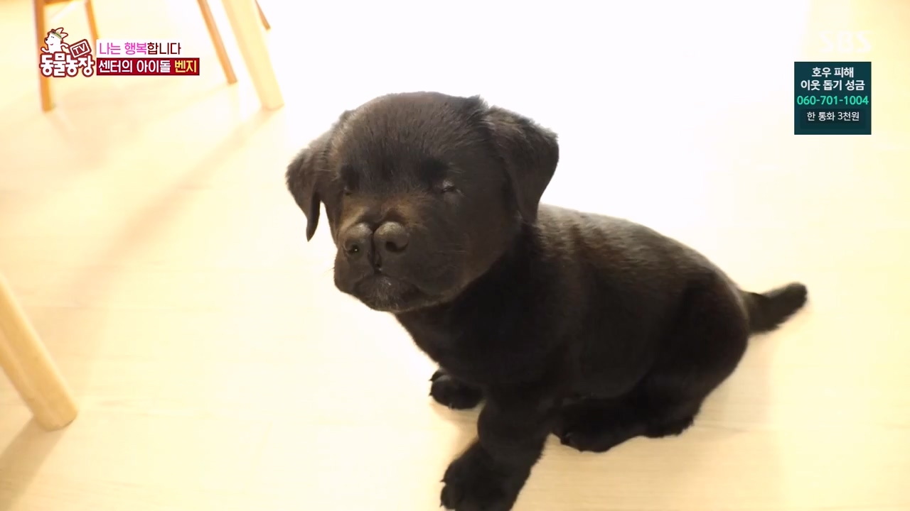 TV 동물농장.E1131.230731p-NEXT.mp4_20230730_190951.403.jpg