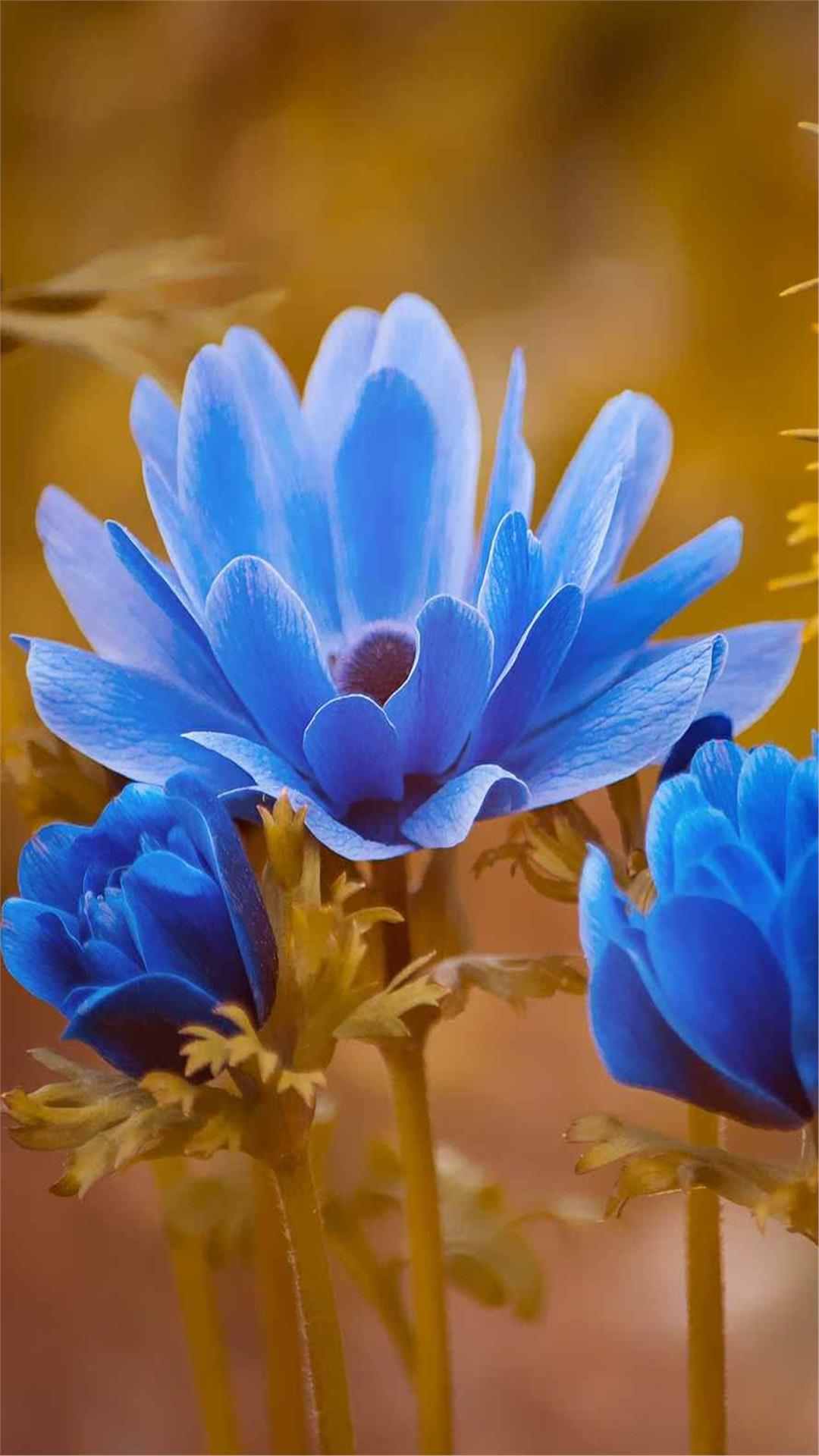 Anemone Flower iPhone Wallpaper