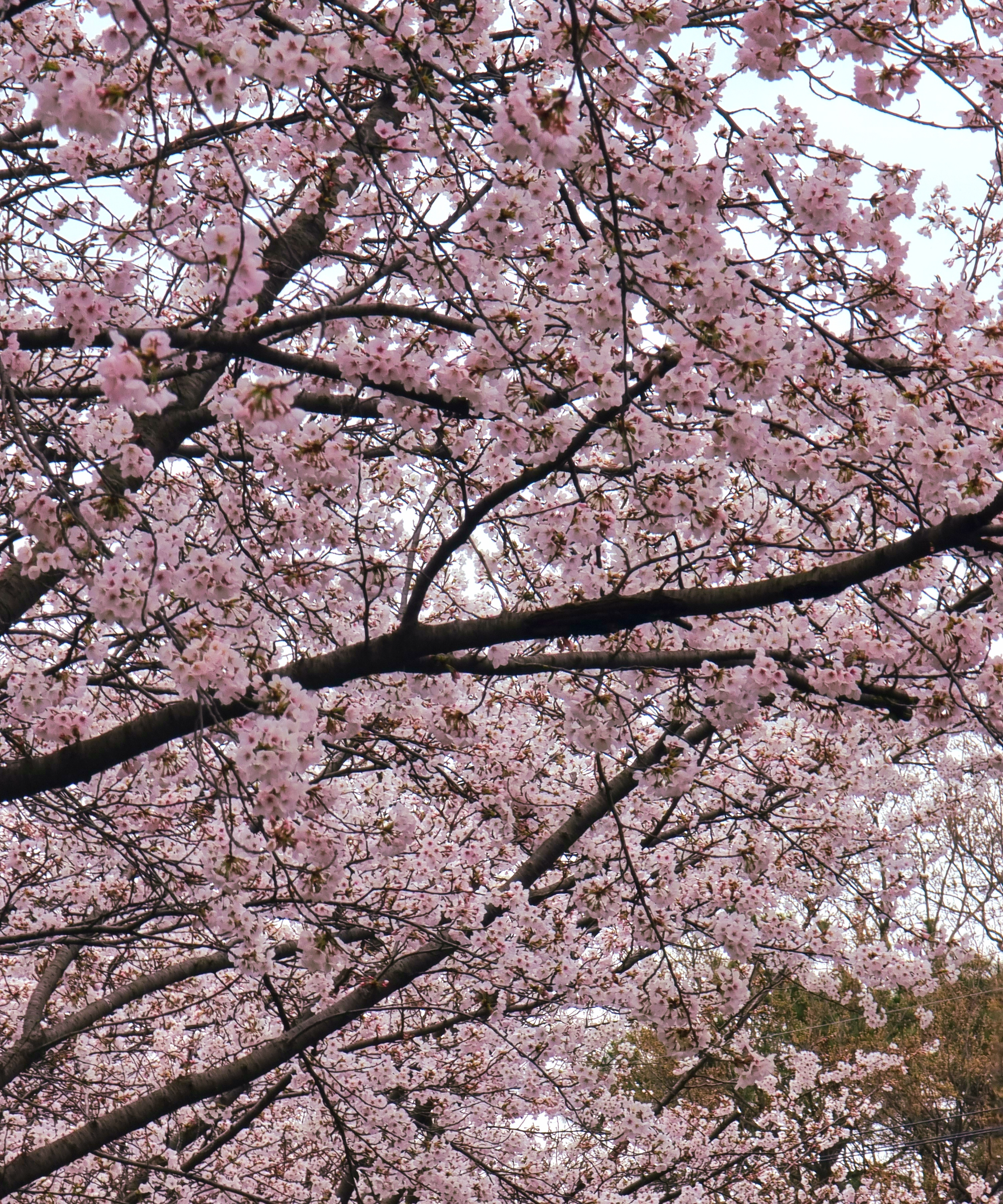 봄에 핀 벚꽃