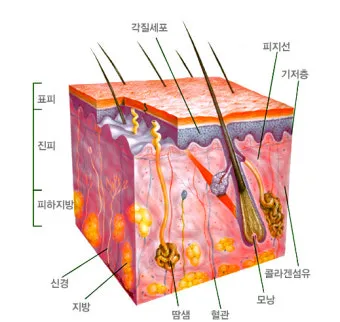 피부 구조와 기능 표피 진피 피하조직 위치 역할_5