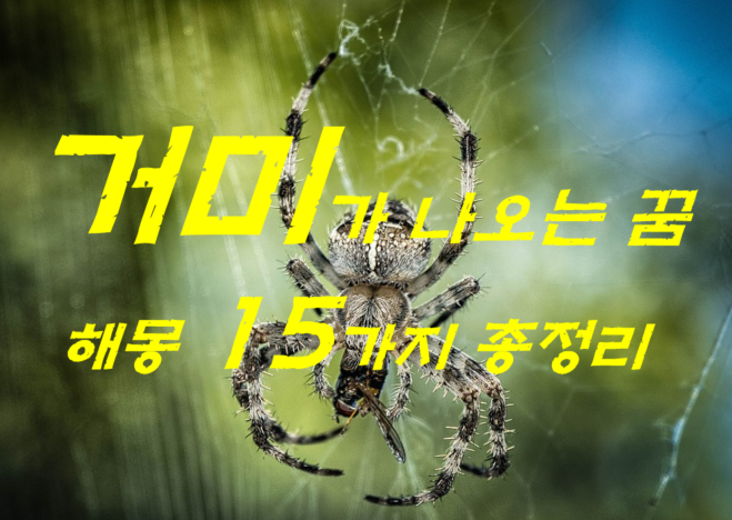  거미꿈 해몽 15가지 총정리