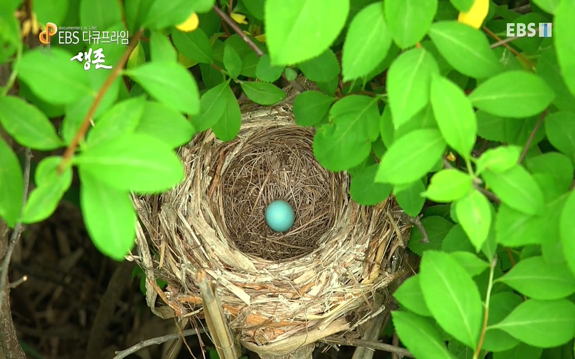 생존 3부_ EBS 다큐프라임_ 220629.avi_20220701_203849.391.jpg