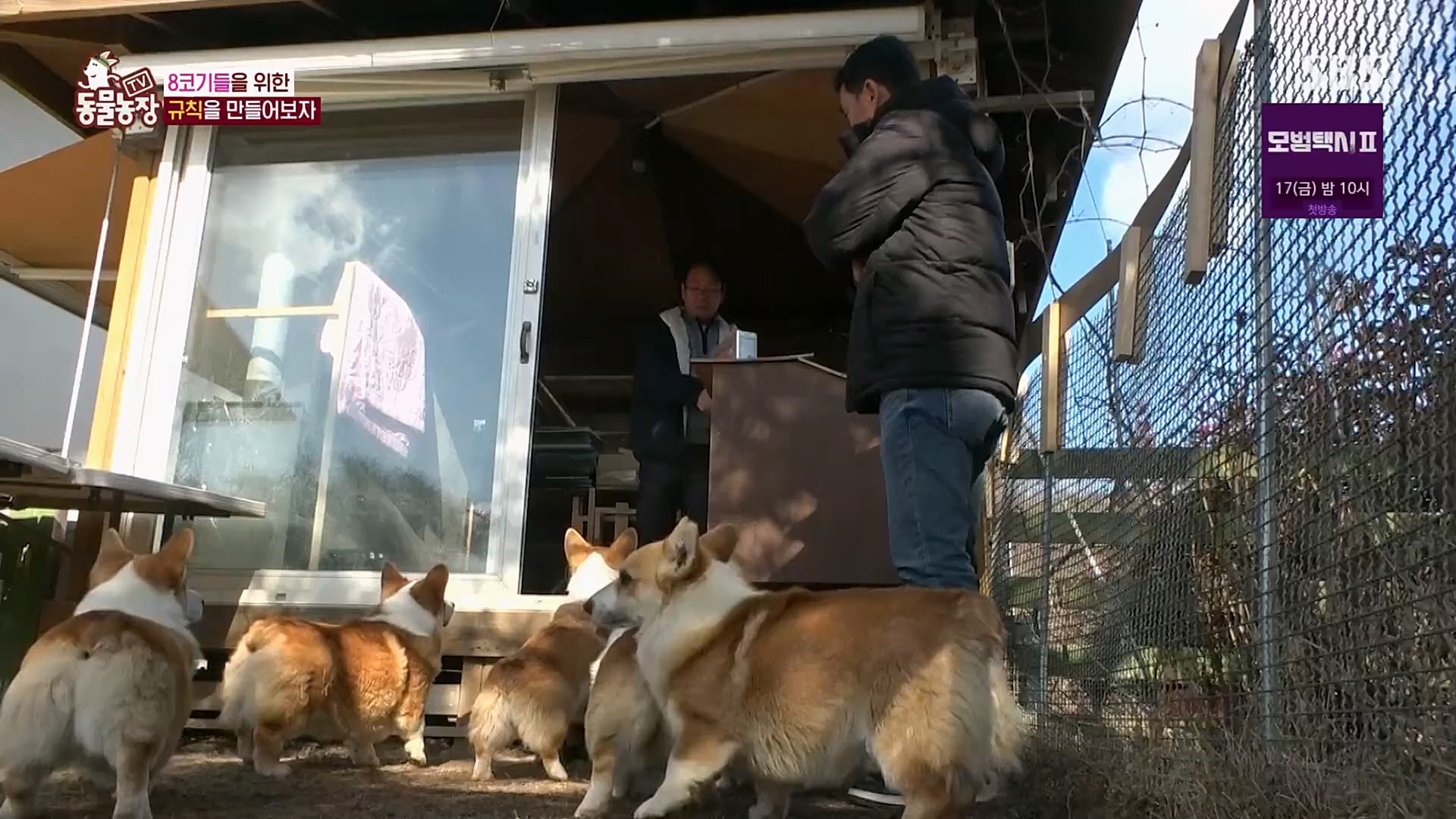 TV 동물농장.E1108.230212p.H264-F1RST.mp4_20230212_182144.648.jpg