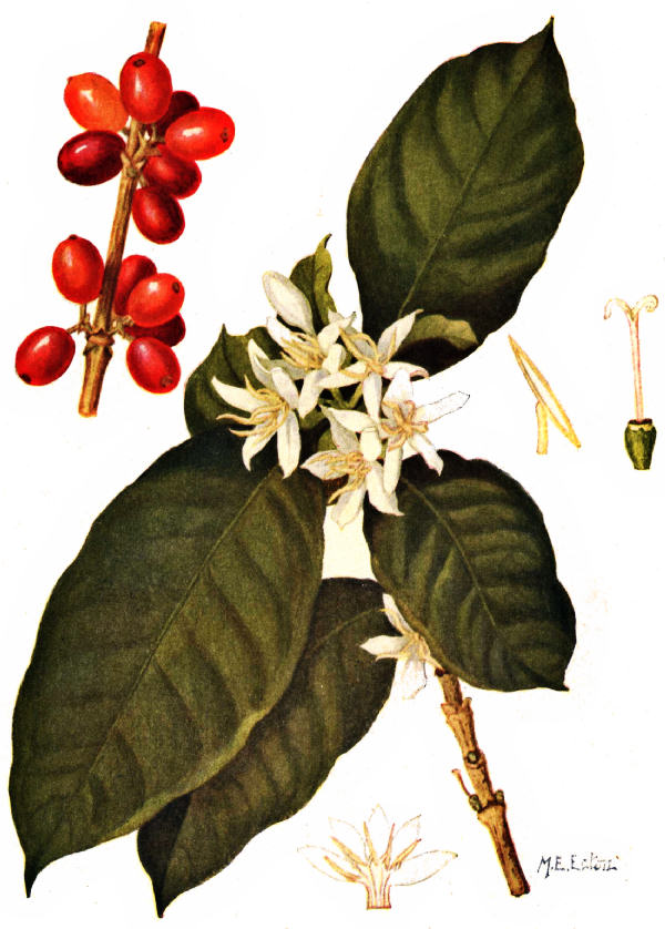 Coffee Arabica; Leaves Flowers and Fruit&#44; 아라비카 커피(잎&#44;꽃&#44;열매)