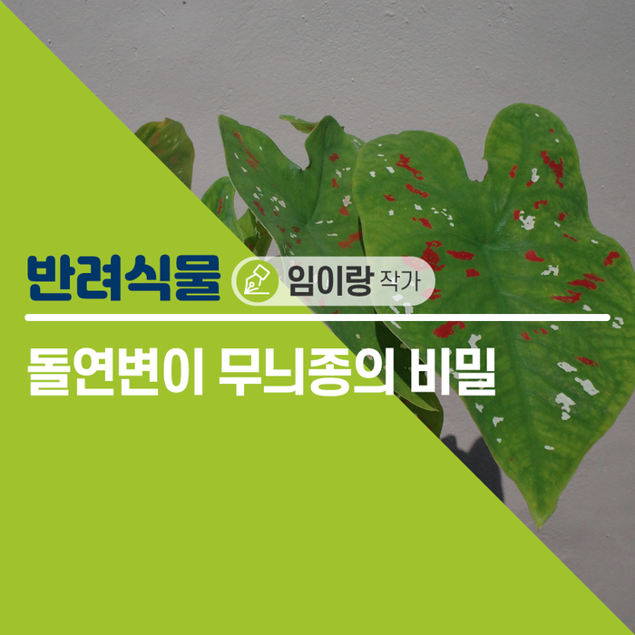 무늬종 의 비밀 3