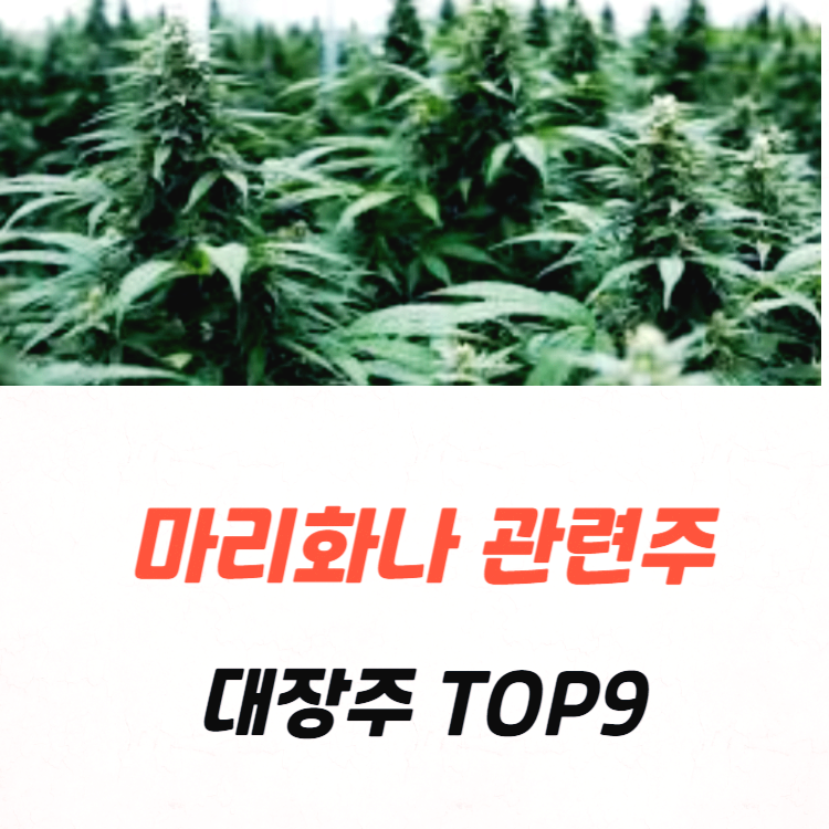 마리화나 관련주 대장주 TOP9