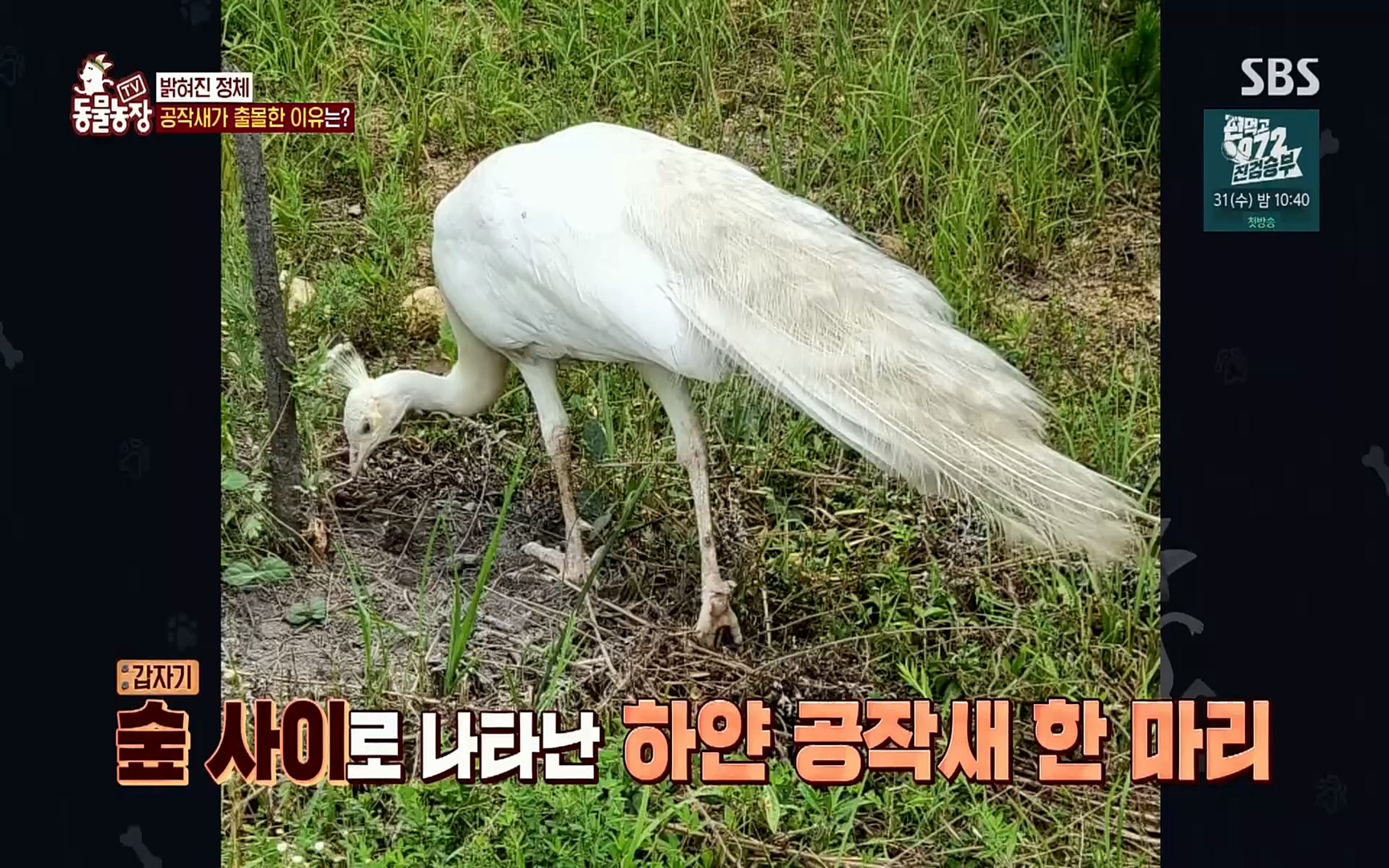 TV 동물농장.E1084.220828p.H264-F1RST.mp4_20220828_154046.494.jpg