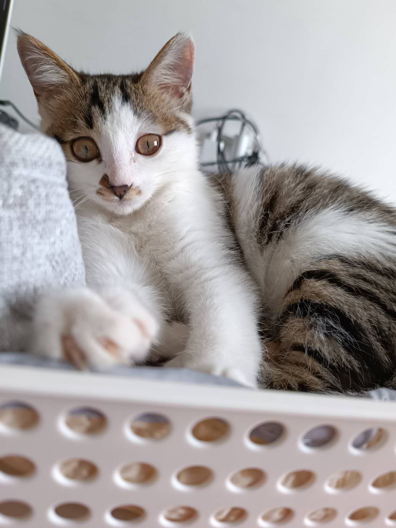 길고양이-집-잠