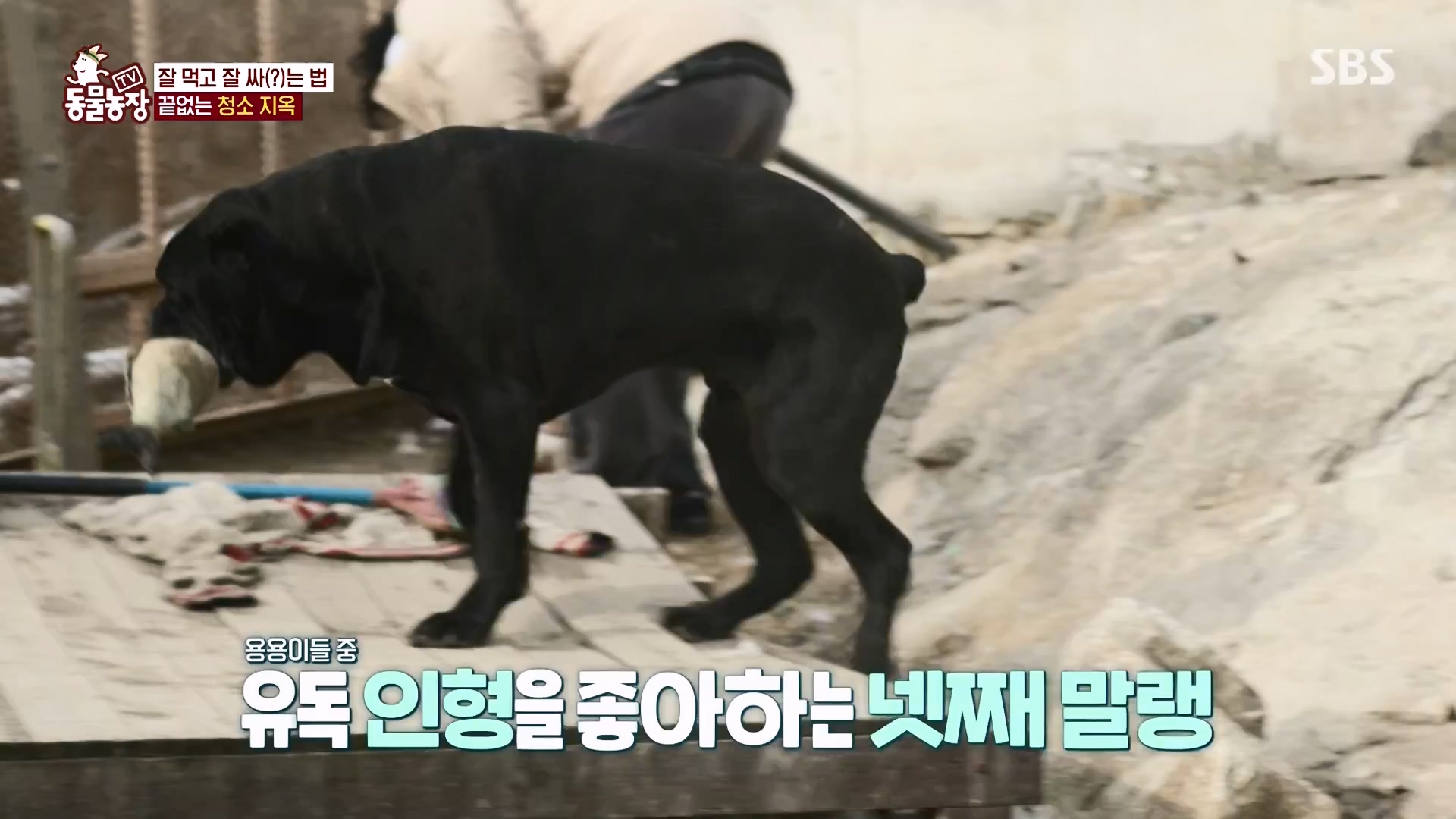 TV 동물농장.E1162.240310p-NEXT.mp4_20240310_162857.718.jpg