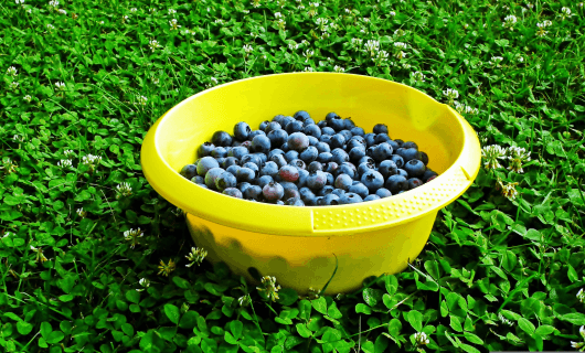  빌베리 효능 (Bilberry Benefits), 눈뿐만 아니라 몸 전체를 챙기는 방법!