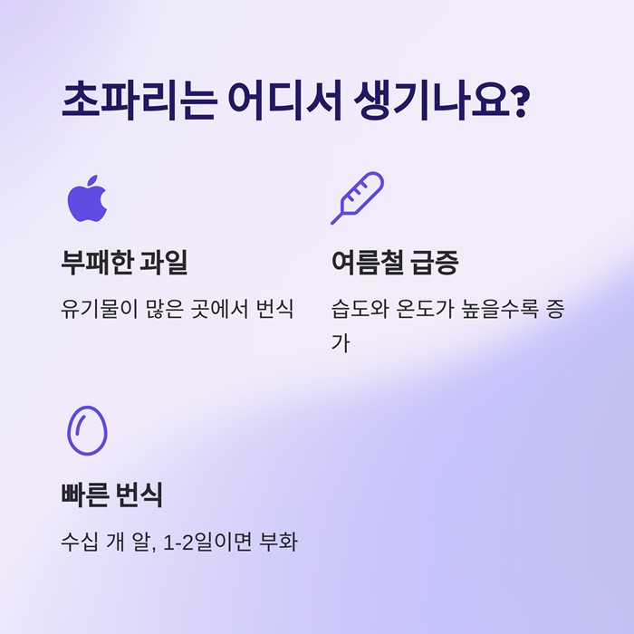 초파리 없애는법 5분 해결! 집에서 바로 만드는 유인 트랩 요약 이미지