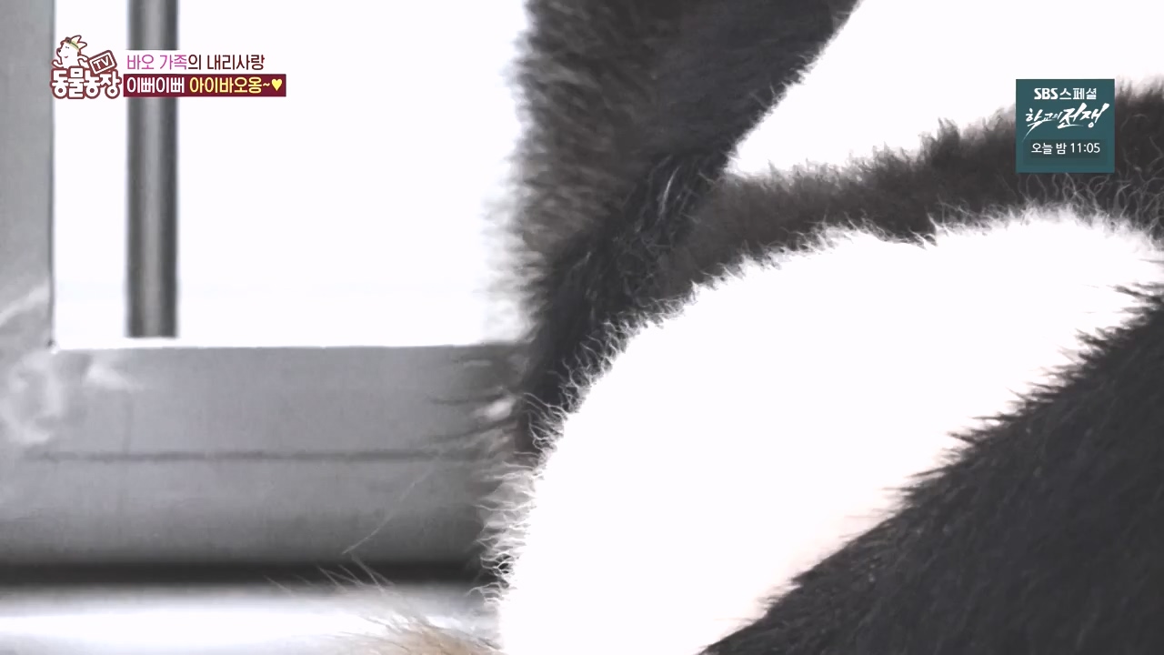 TV 동물농장.E1142.231023p-NEXT.mp4_20231022_173954.197.jpg