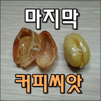  마지막 커피씨앗 수확