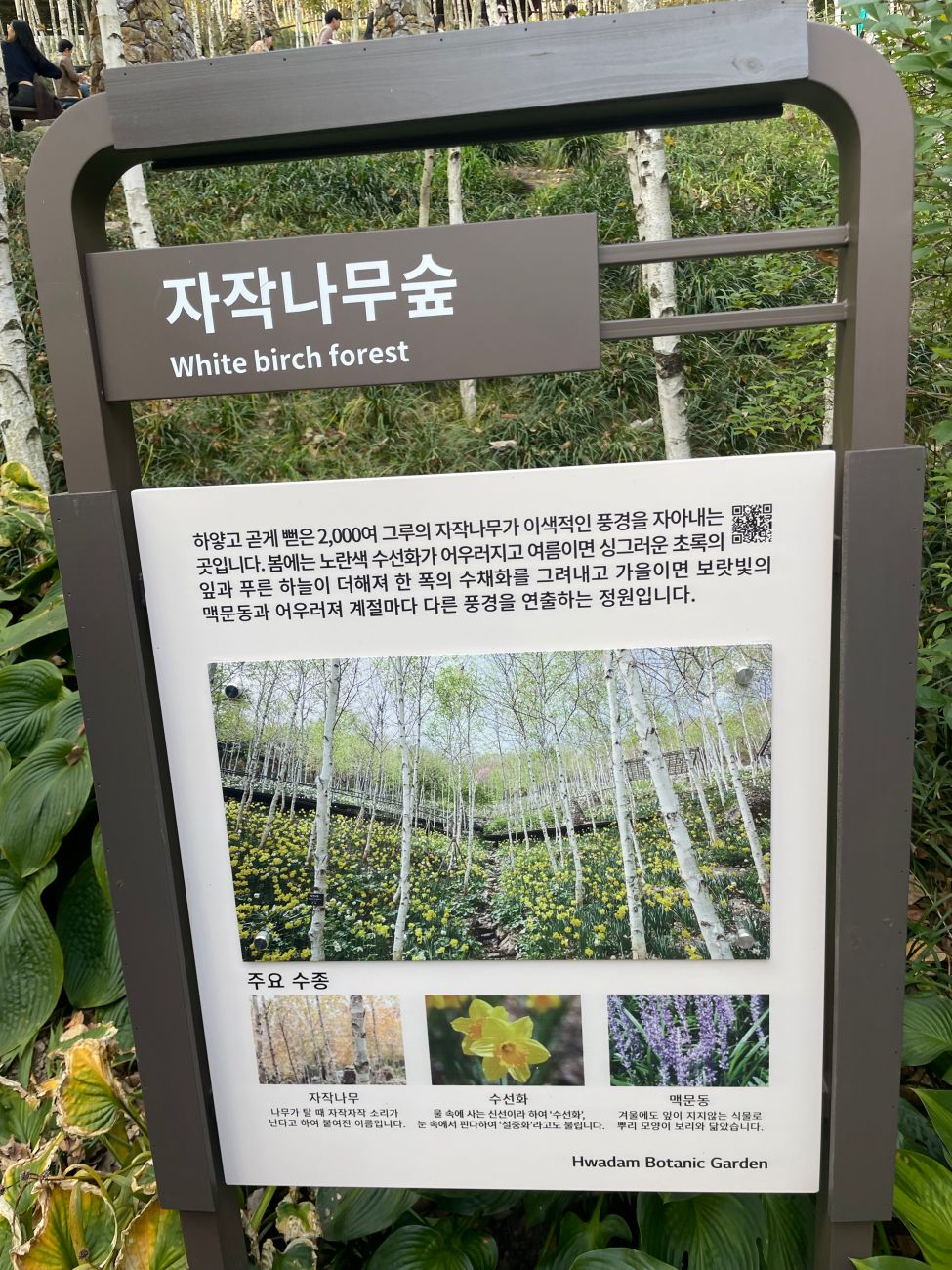 자작나무-숲-설명