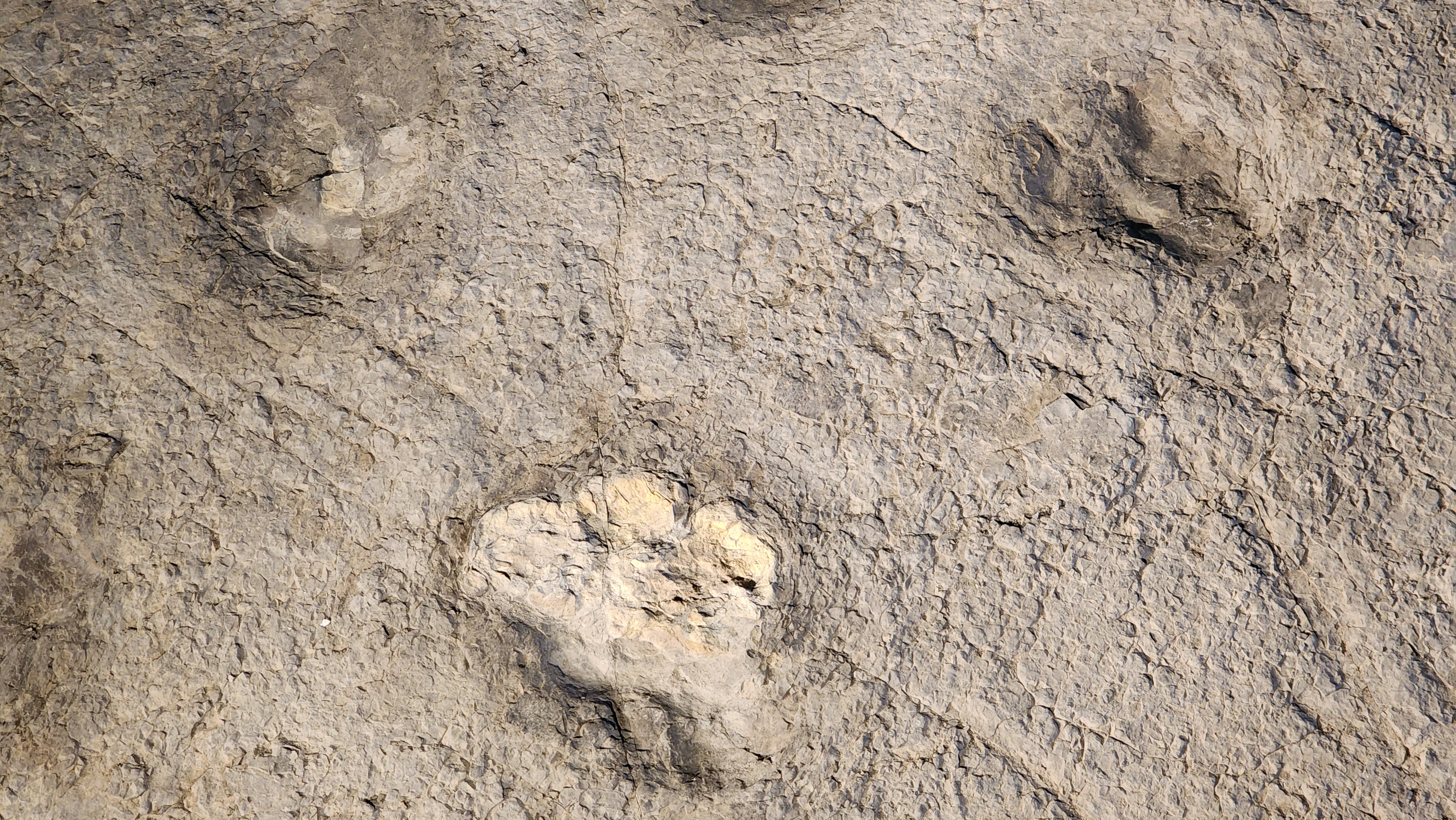 2족 보행 초식공룡 발자국 화석