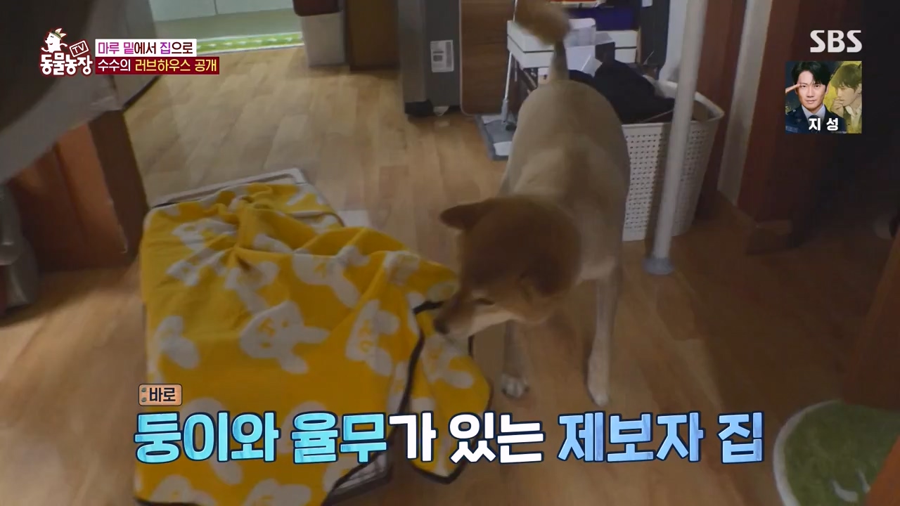 TV 동물농장.E1173.240527p-NEXT.mp4_20240526_155719.529.jpg