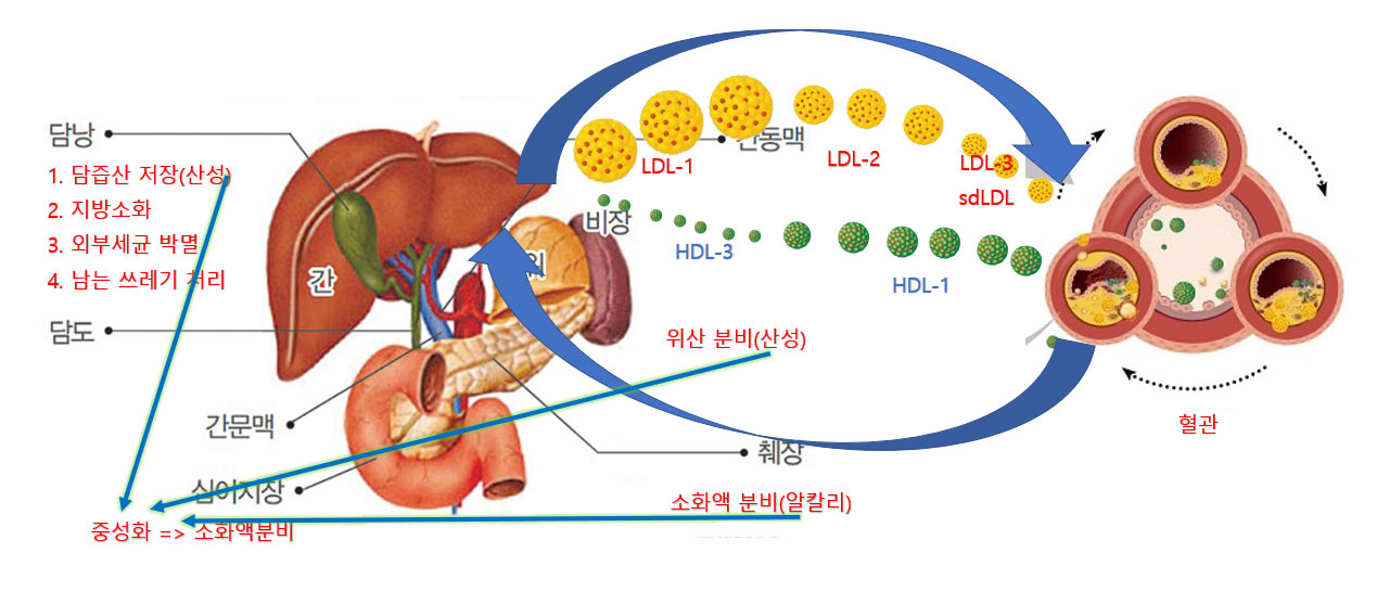 Cholesterol의 역할을 나타내는 그림