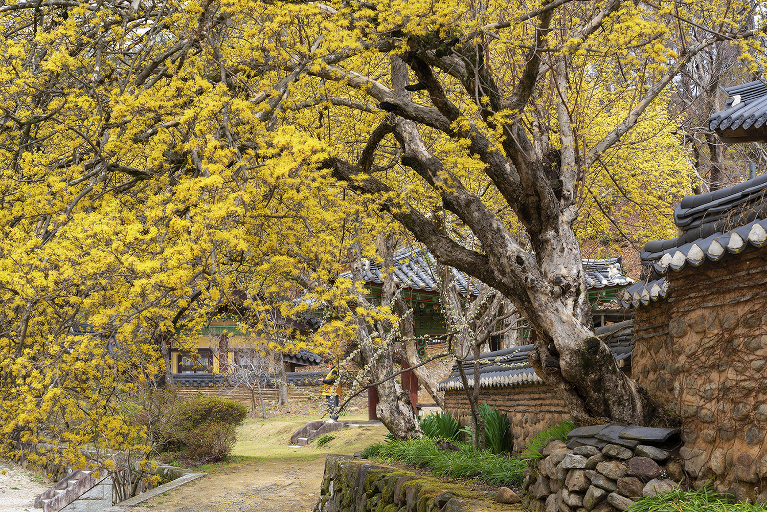 순천시_송광사_산수유