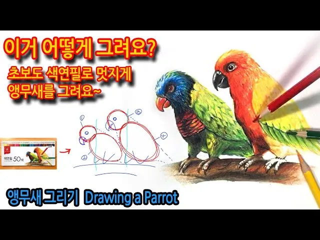 앵무새 가격 키우기 분양 수명 먹이 성격 종류_7