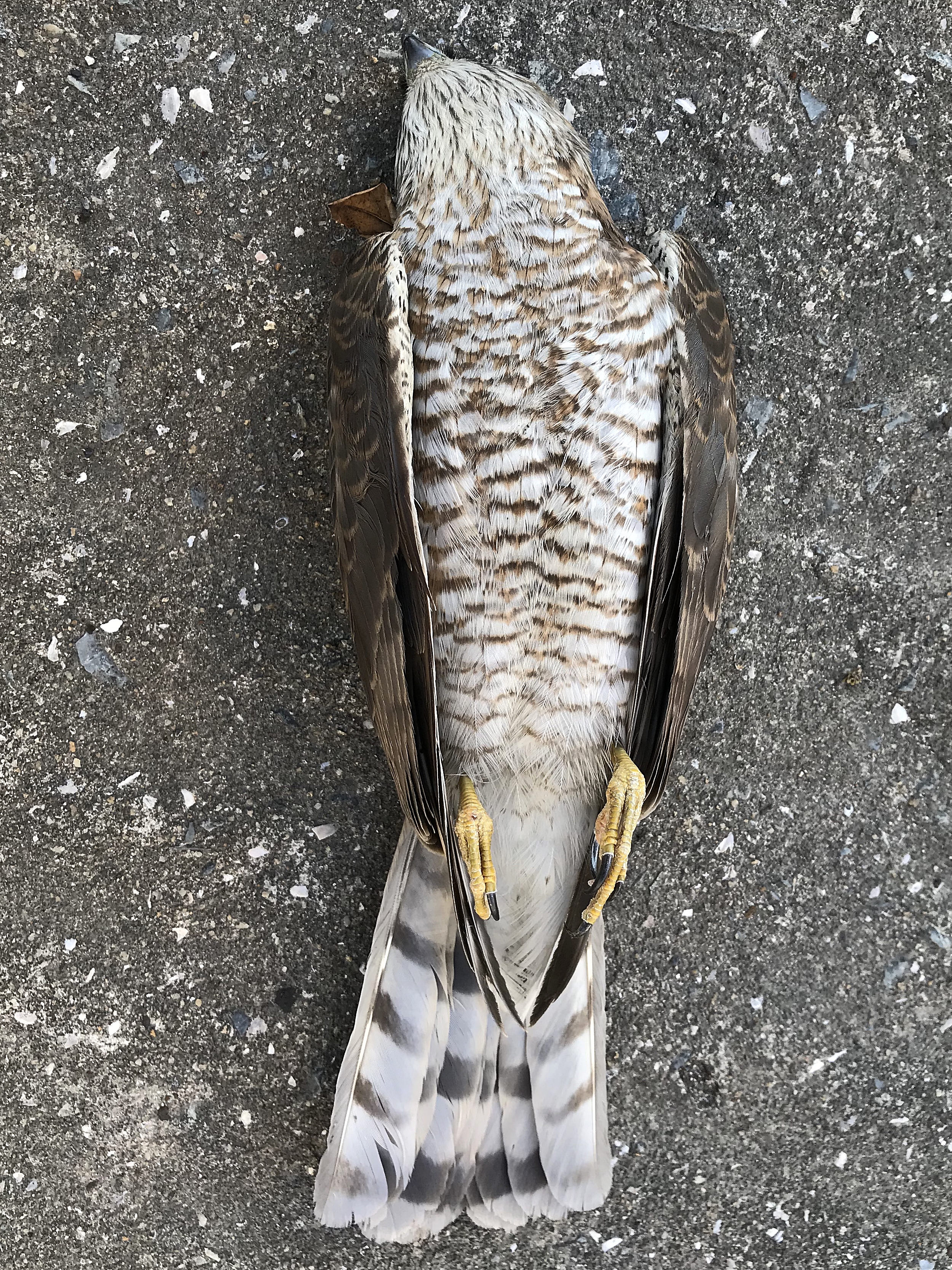 [수리과] 새매(Eurasian Sparrowhawk) 안타깝게 죽어서 만났다.