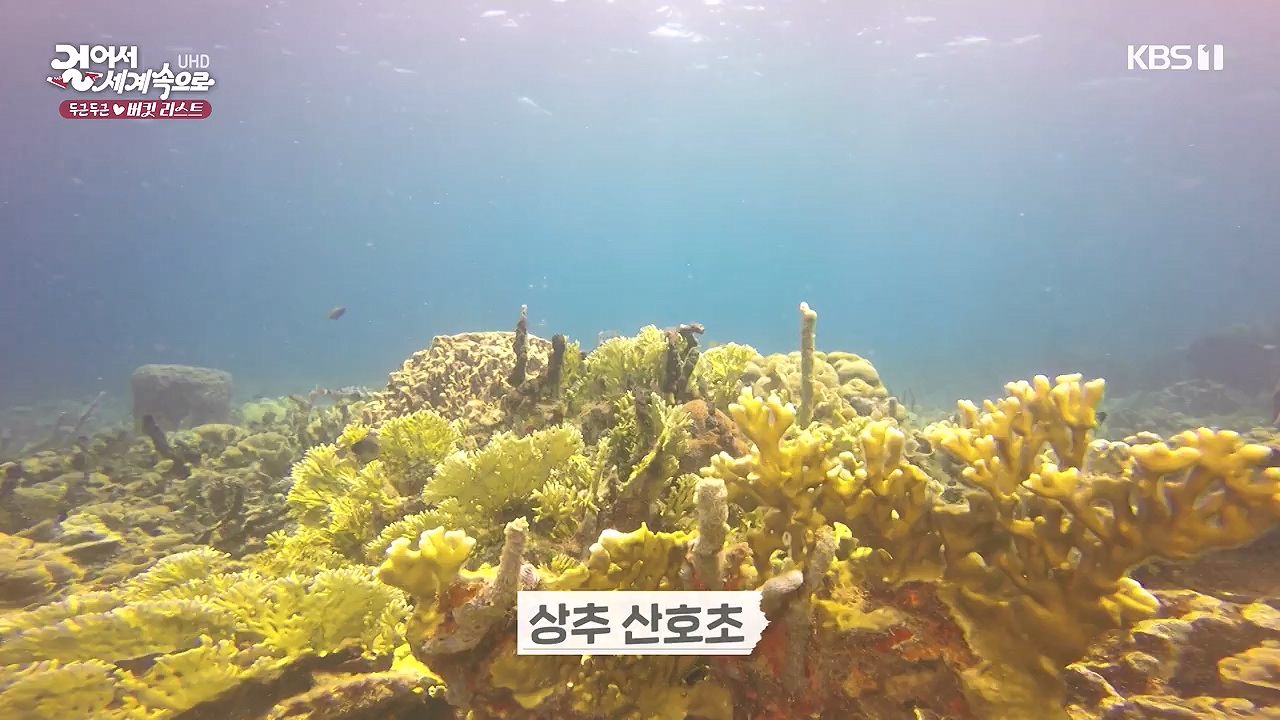 걸어서 세계속으로 두근두근 버킷리스트.E830.240212p-NEXT.mp4_20240731_200827.020.jpg