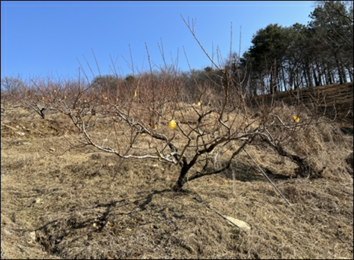 천안지원2022타경107837 <제시외 수목>