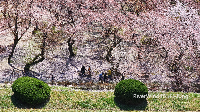 해운대 달맞이길 벚꽃