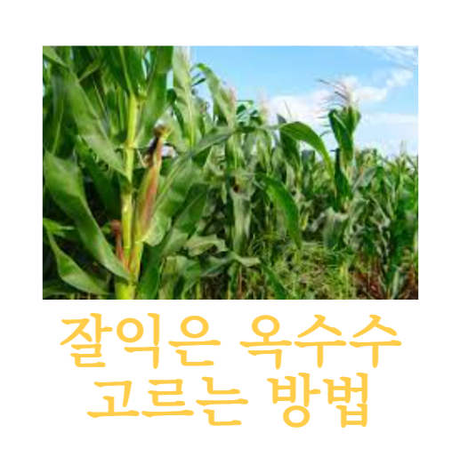  옥수수 잘 익었는지 확인하는 6가지 방법