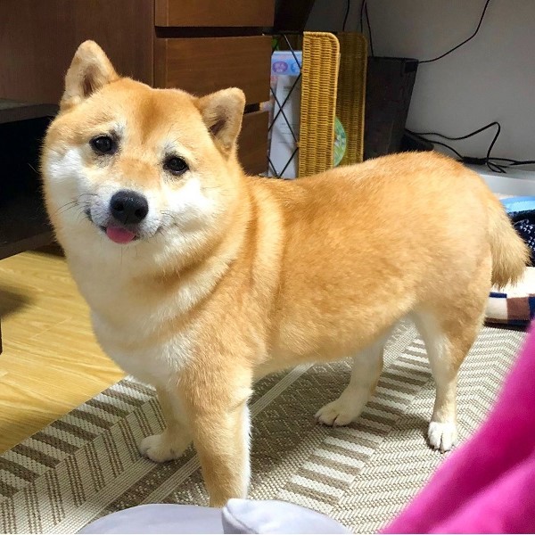  강아지 귀 쫑긋 의미는?