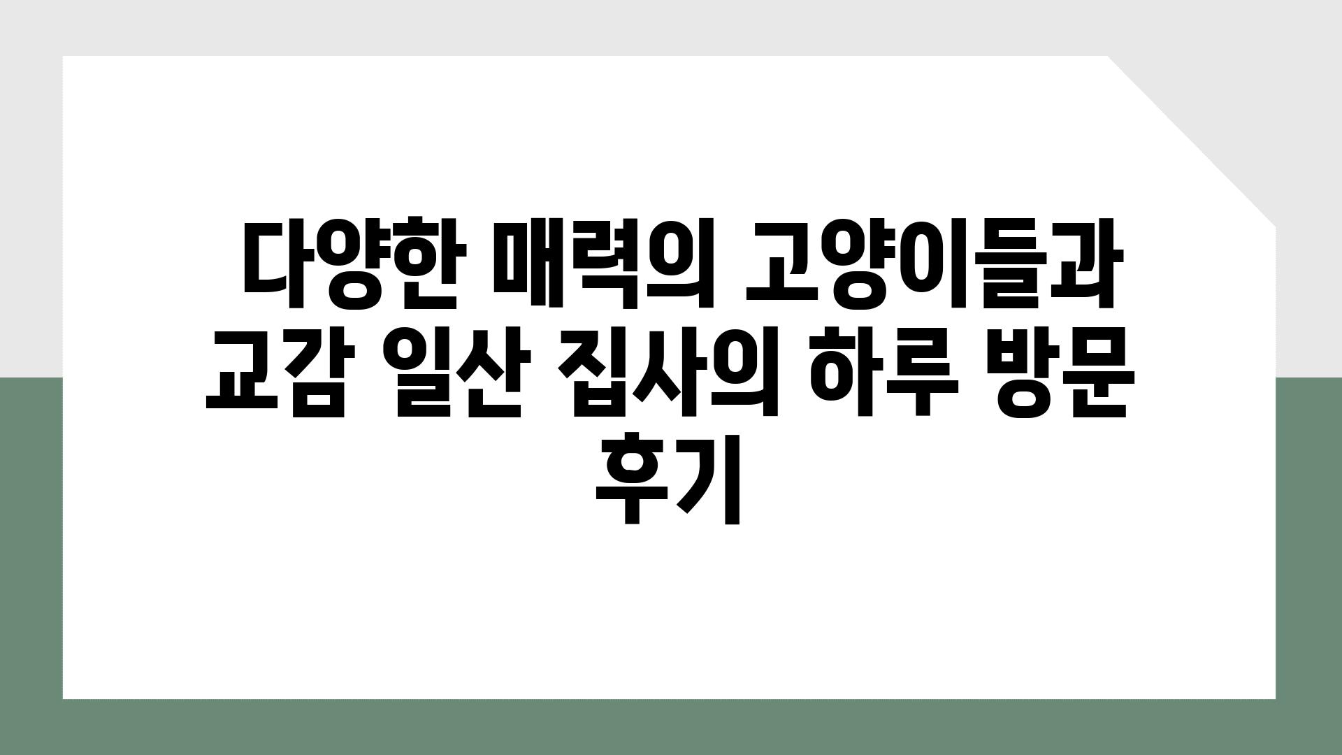  다양한 매력의 고양이들과 교감 일산 집사의 하루 방문 후기