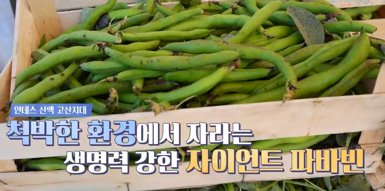 파바빈이란