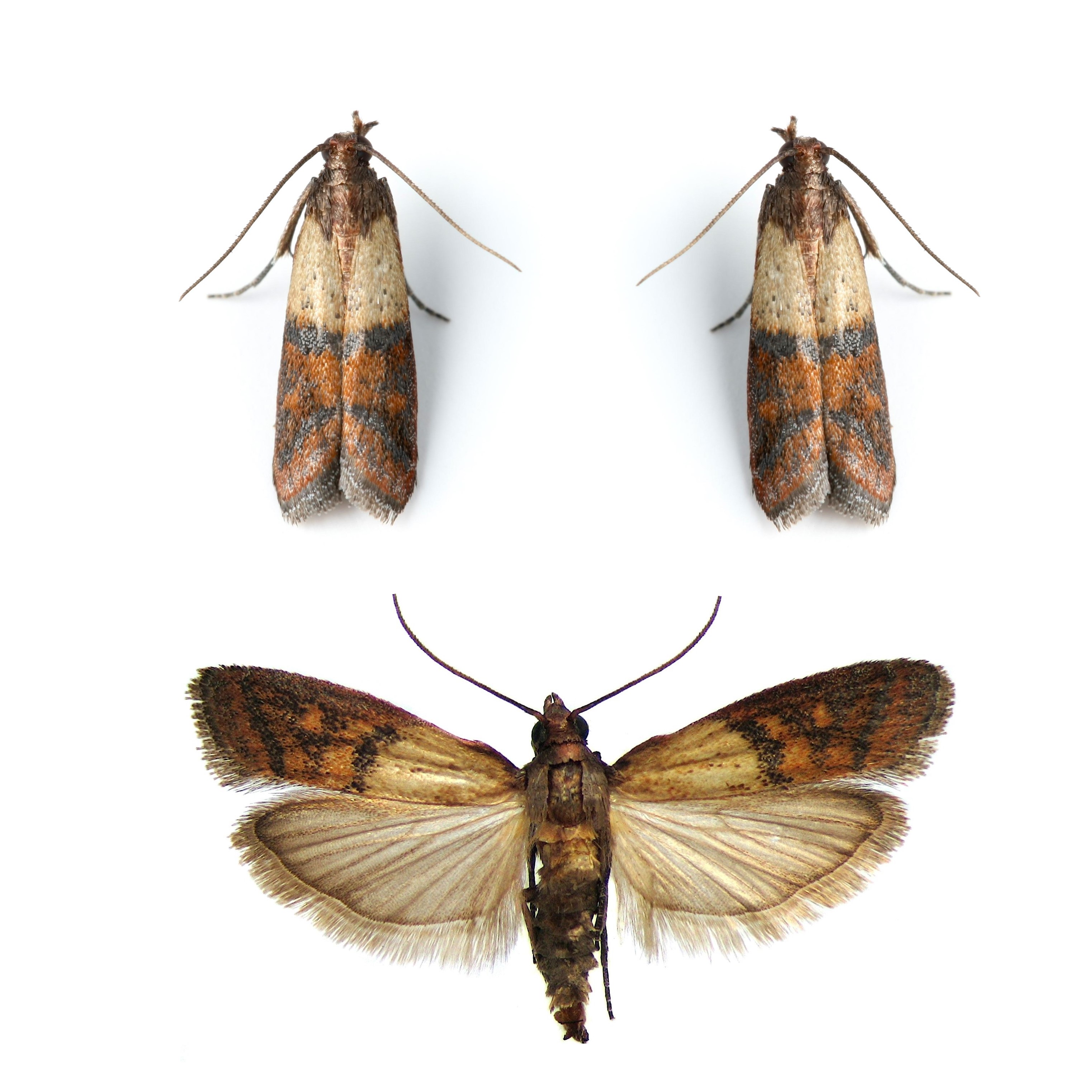 화랑곡 나방(Indianmeal moth&#44; Plodia interpunctella)