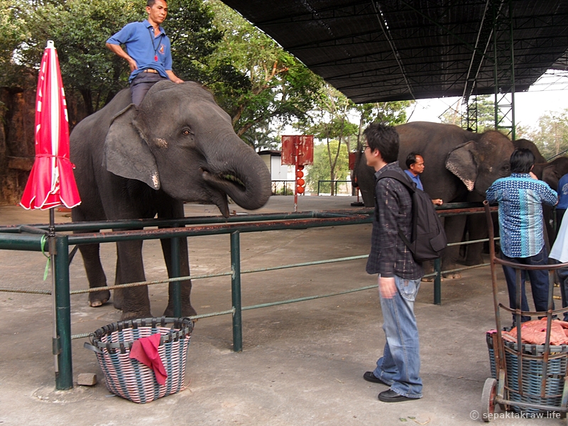 태국코끼리사진