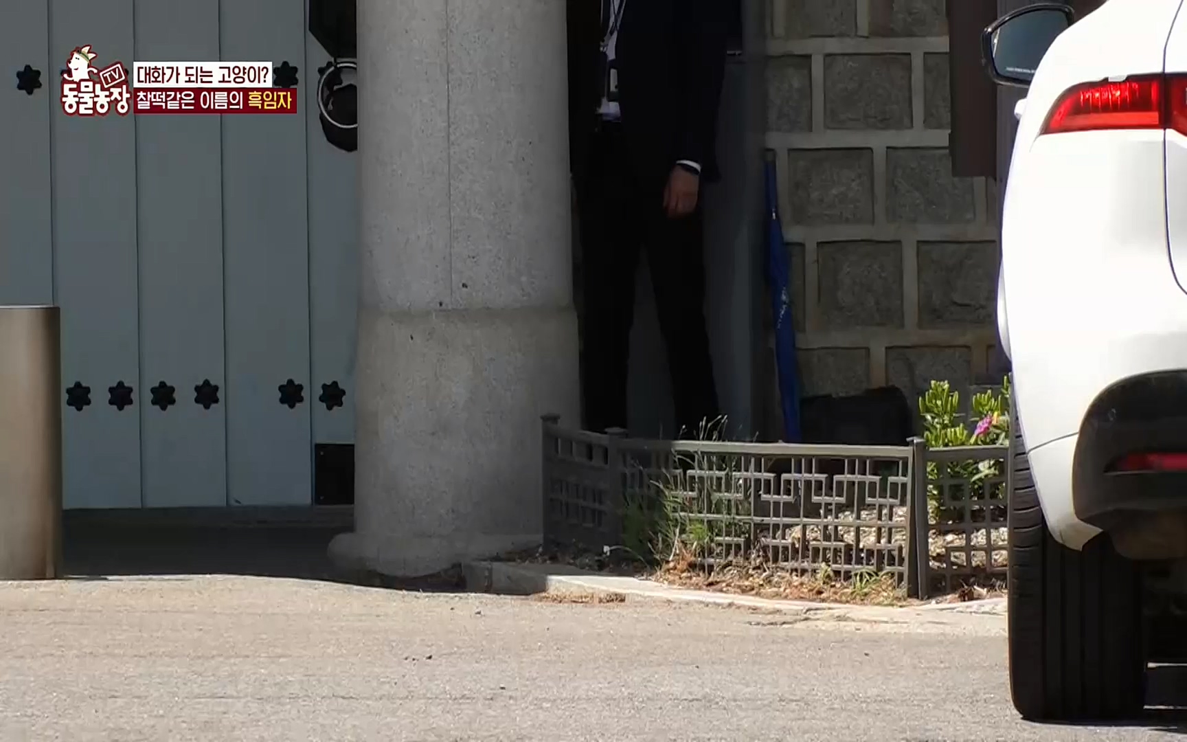 TV 동물농장.E1072.220605p.H264-F1RST.mp4_20220605_181430.855.jpg