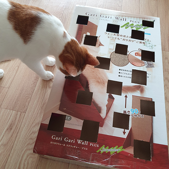  집사가 재활용품으로 만드는 고양이 장난감