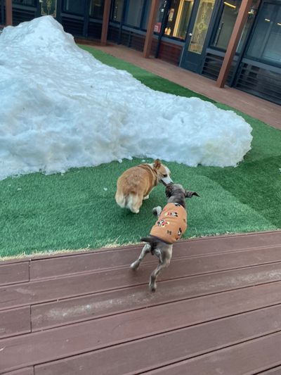 -영진해변,영진횟집,바우카페, 파인힐 애견펜션,속초중앙시장 설연휴 분홍이와의 여행 15