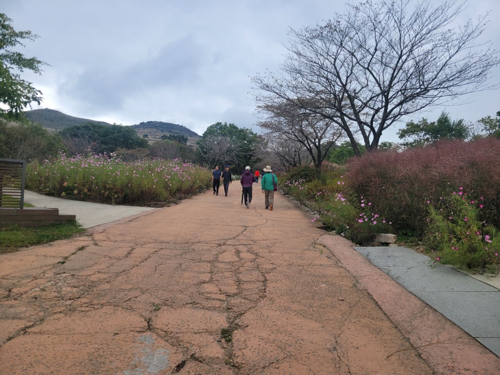 합천 황매산 억새 축제