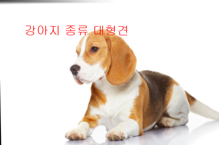 강아지 종류 대형견6