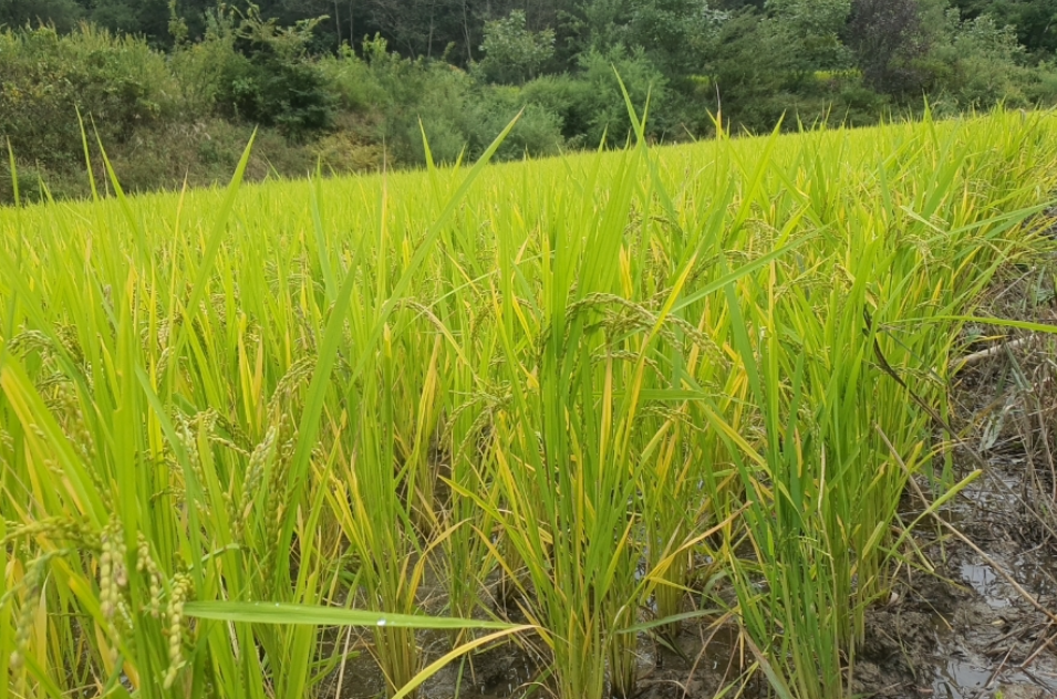 돈을 버는 방법 1