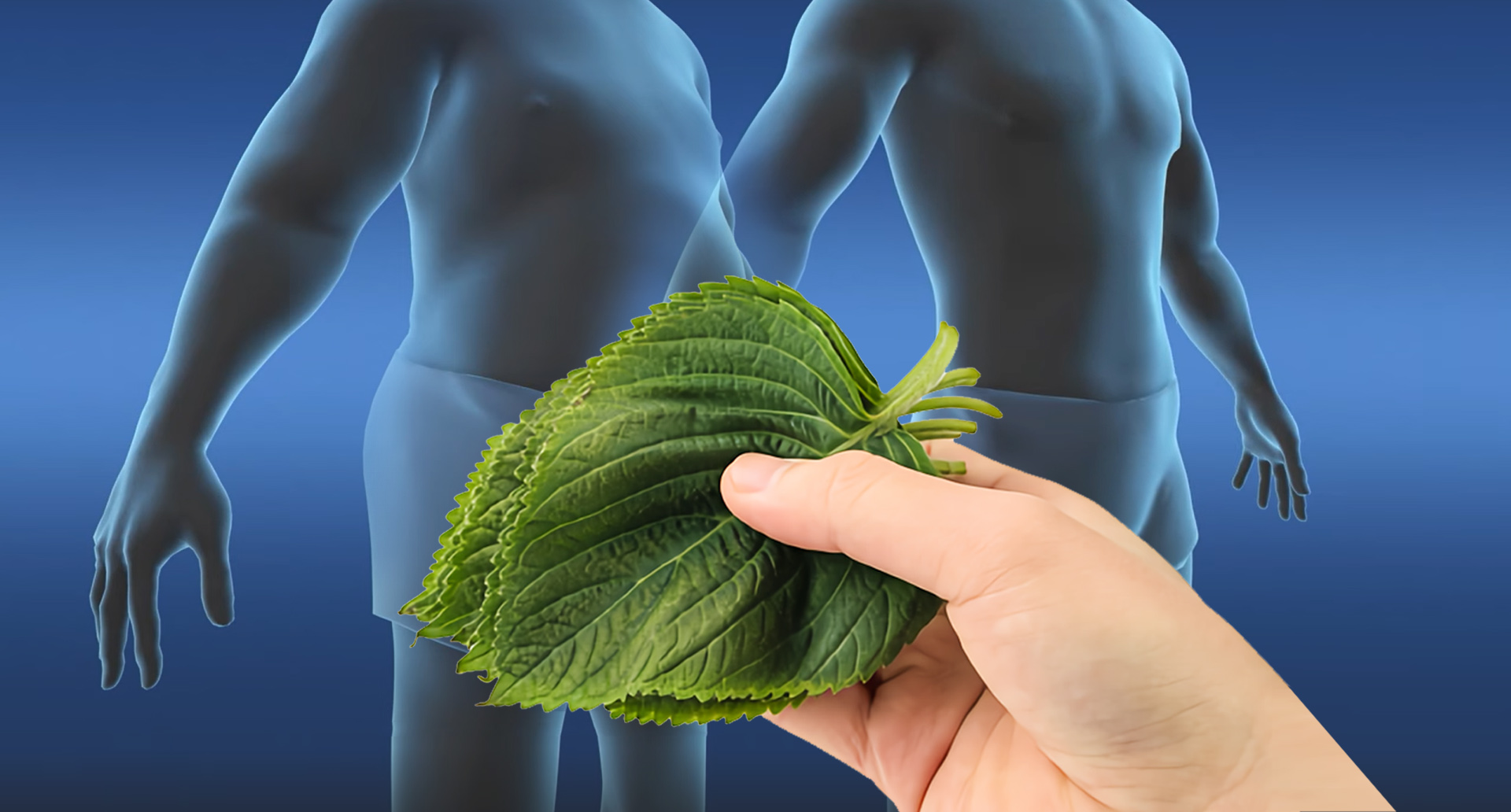  깻잎 안 먹으면 후회한다. 항암 치료 다이어트 미백 효과까지