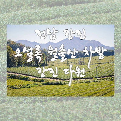  전남 강진 여행 - 오설록 월출산 차밭 "강진 다원"