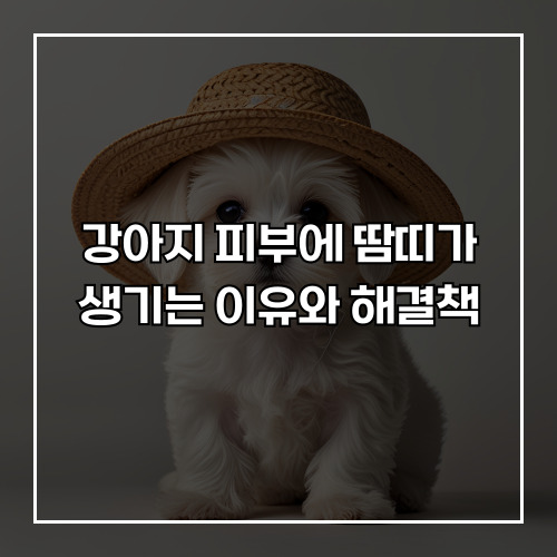 강아지 피부에 땀띠가 생기는 이유와 해결책